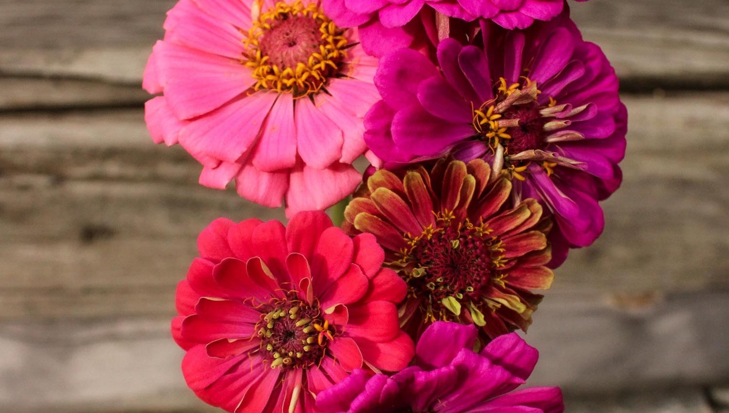 Hand in a patterned sweater holds a bouquet of pink and red zinnia blooms against a rustic wooden wall..