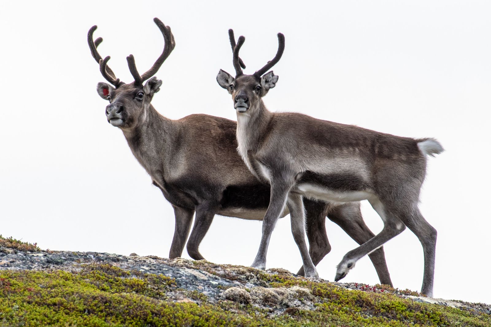 Reindeer. Photo: Geir Horndalen