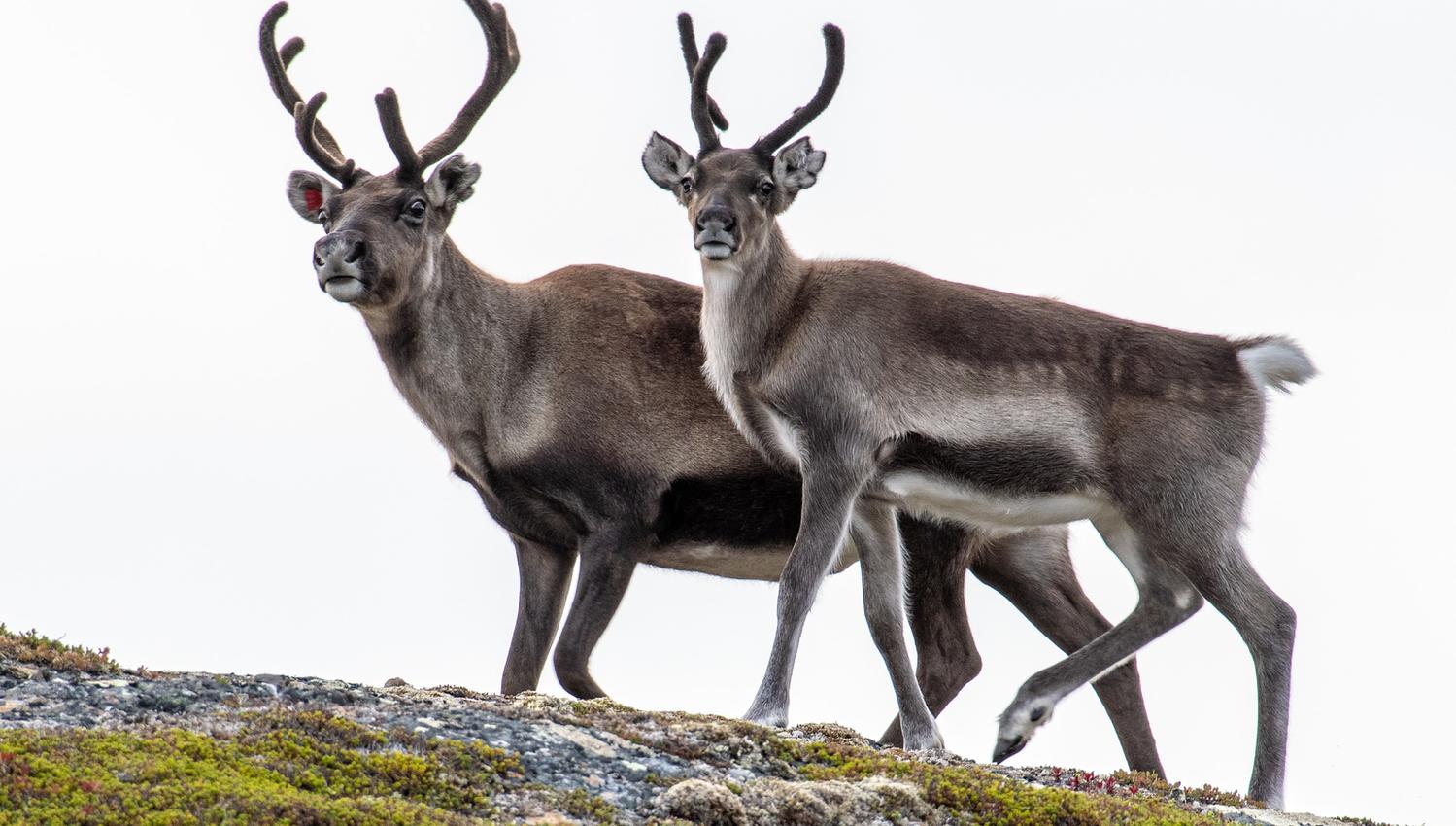 Reindeer. Photo: Geir Horndalen