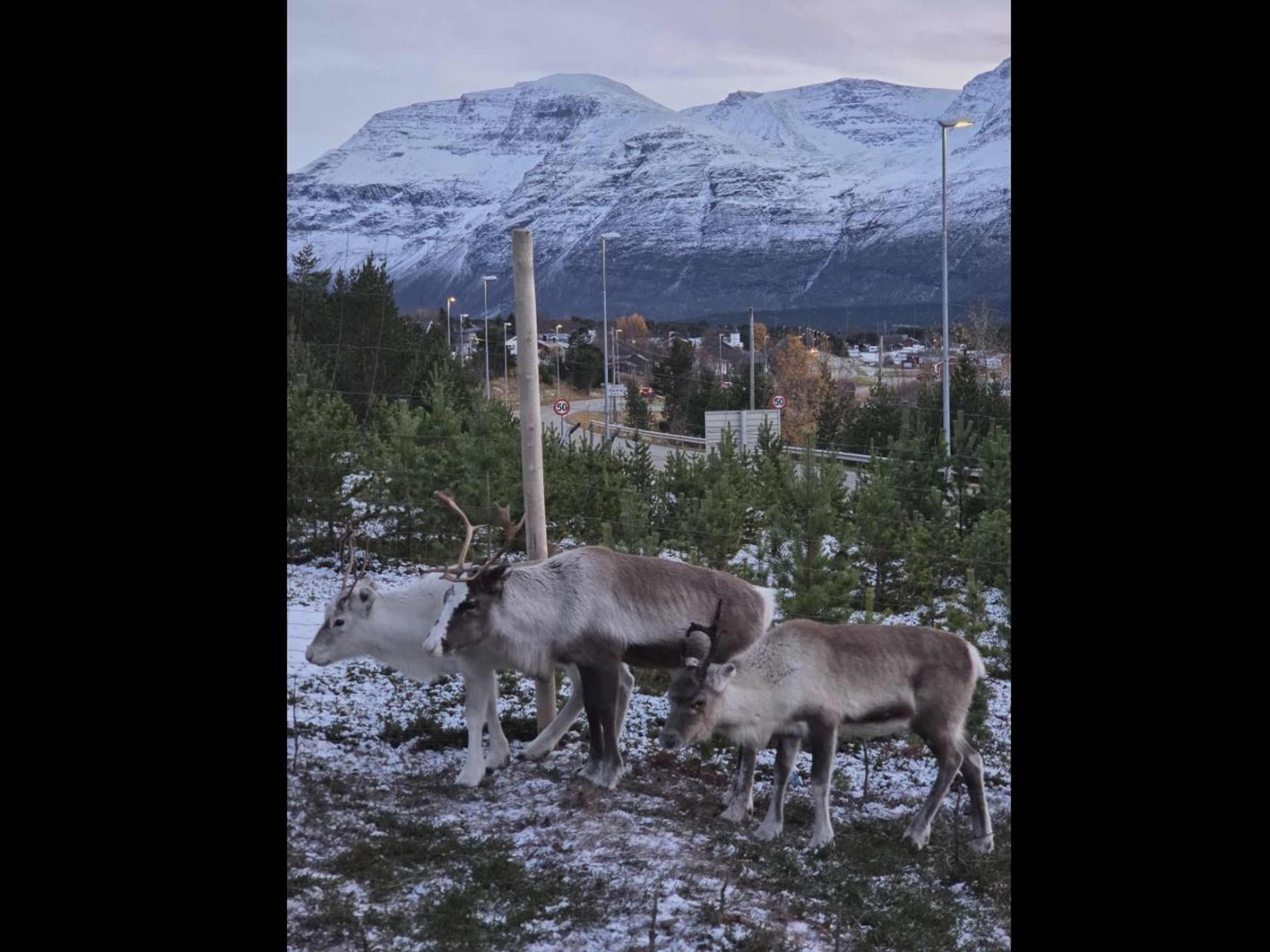 Møt arktiske dyr og opplev lokal kultur - reinsdyr og huskyer - Lyngenfjord Hotel