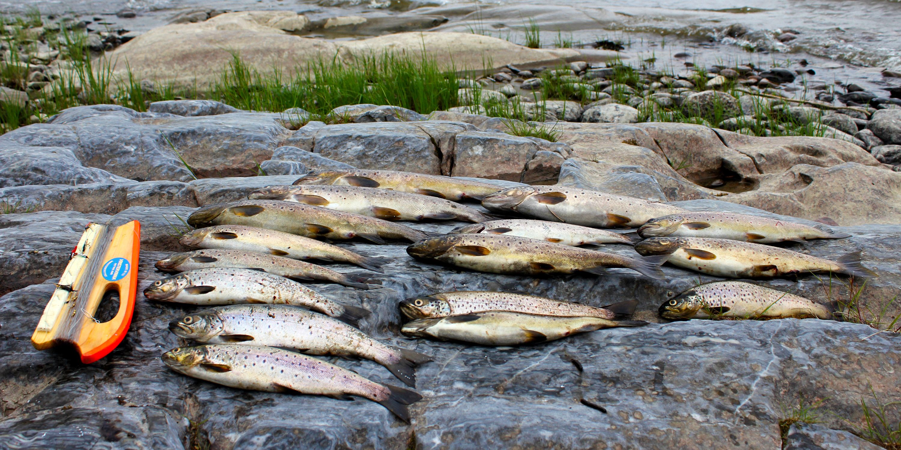 The catch of fish