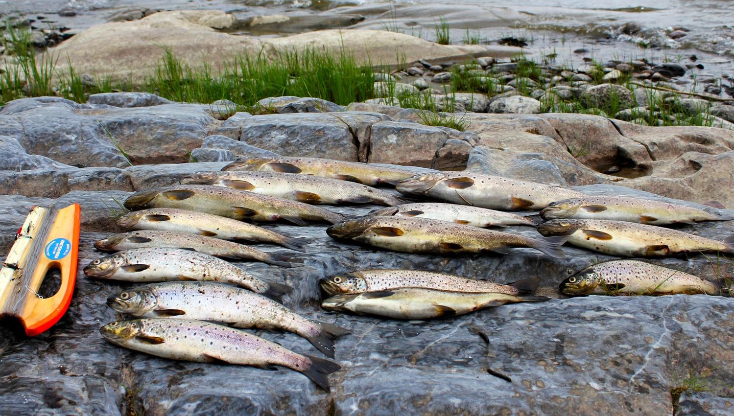 The catch of fish