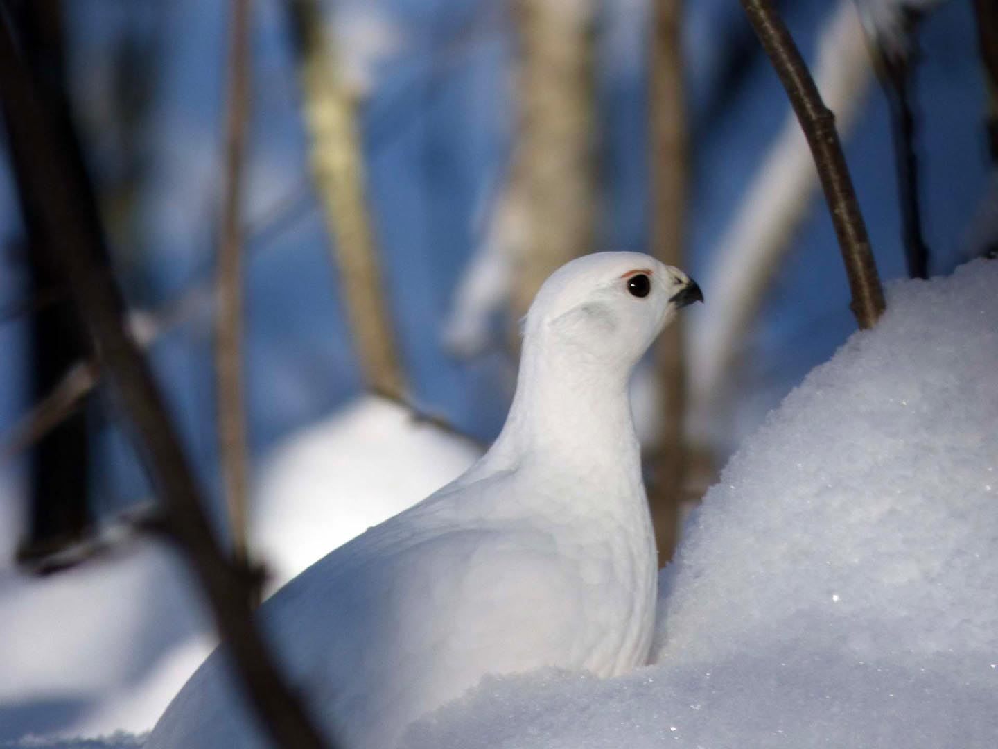 Ptarmigan in the snow