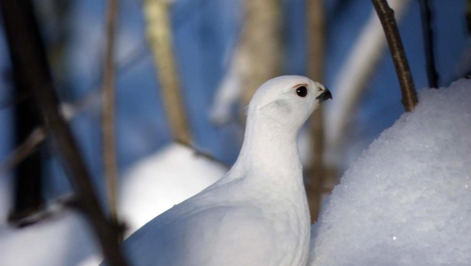 Ptarmigan in the snow