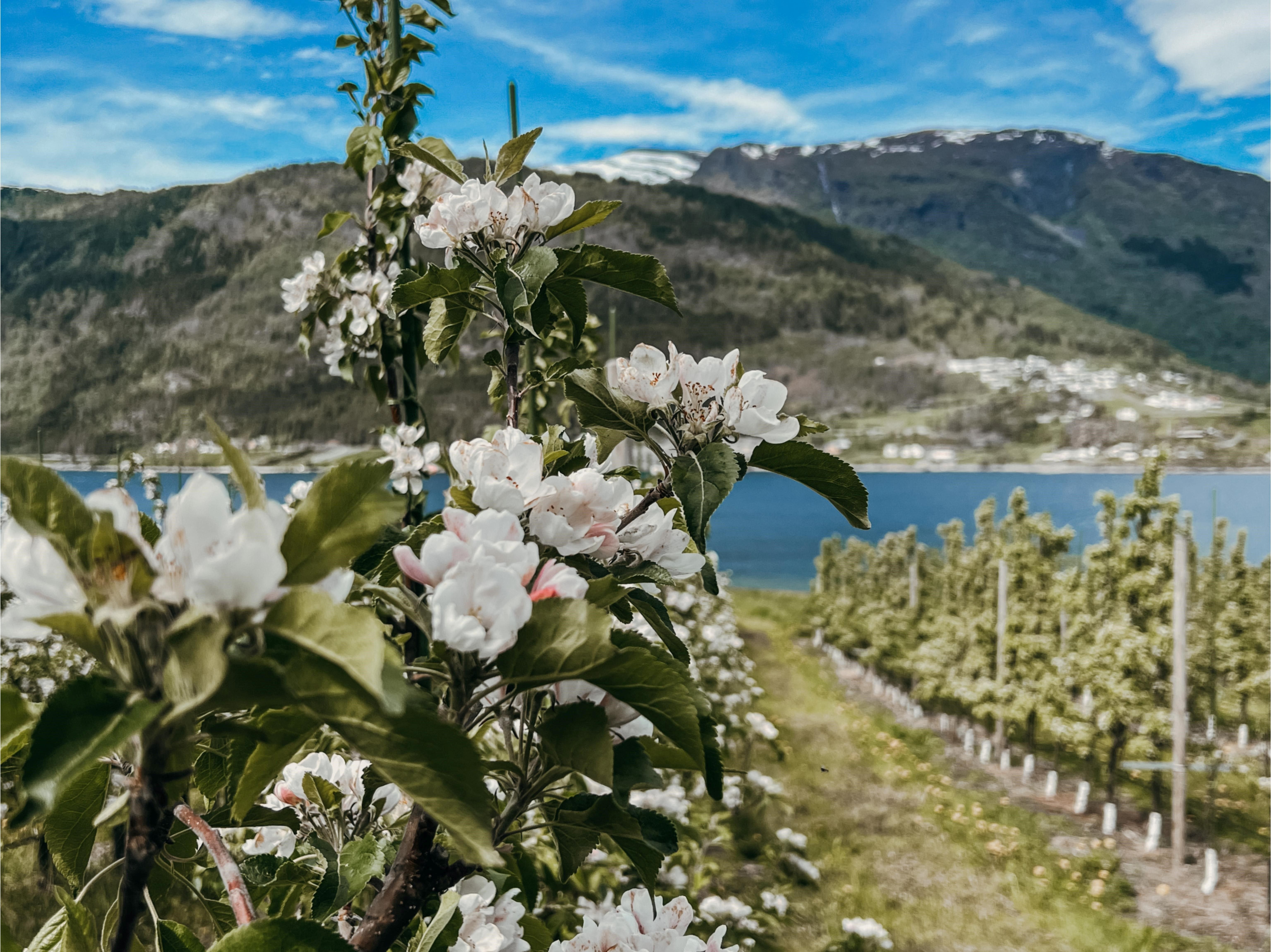 Cidersmaking på Haug Gard - Odelsgut