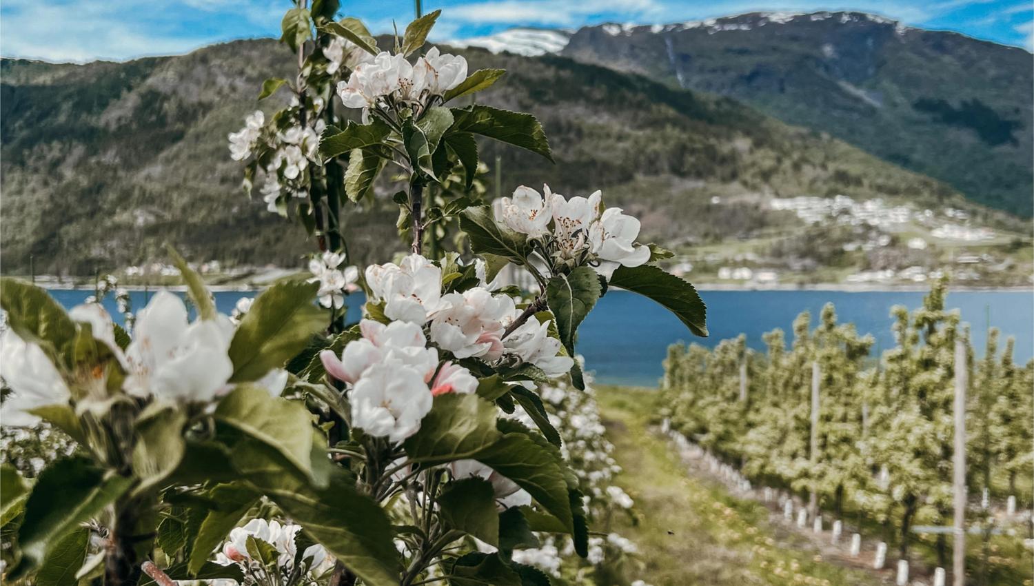 Cidersmaking på Haug Gard - Odelsgut