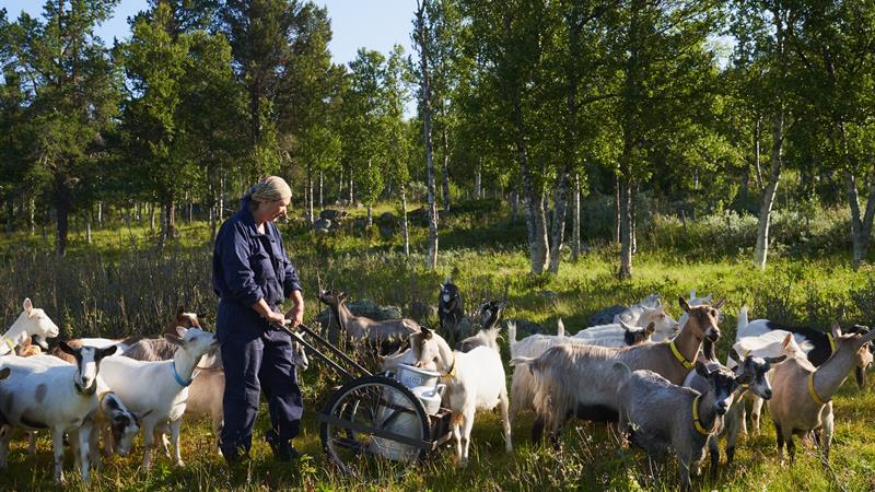 Farmworker cares about hydration of goats. 