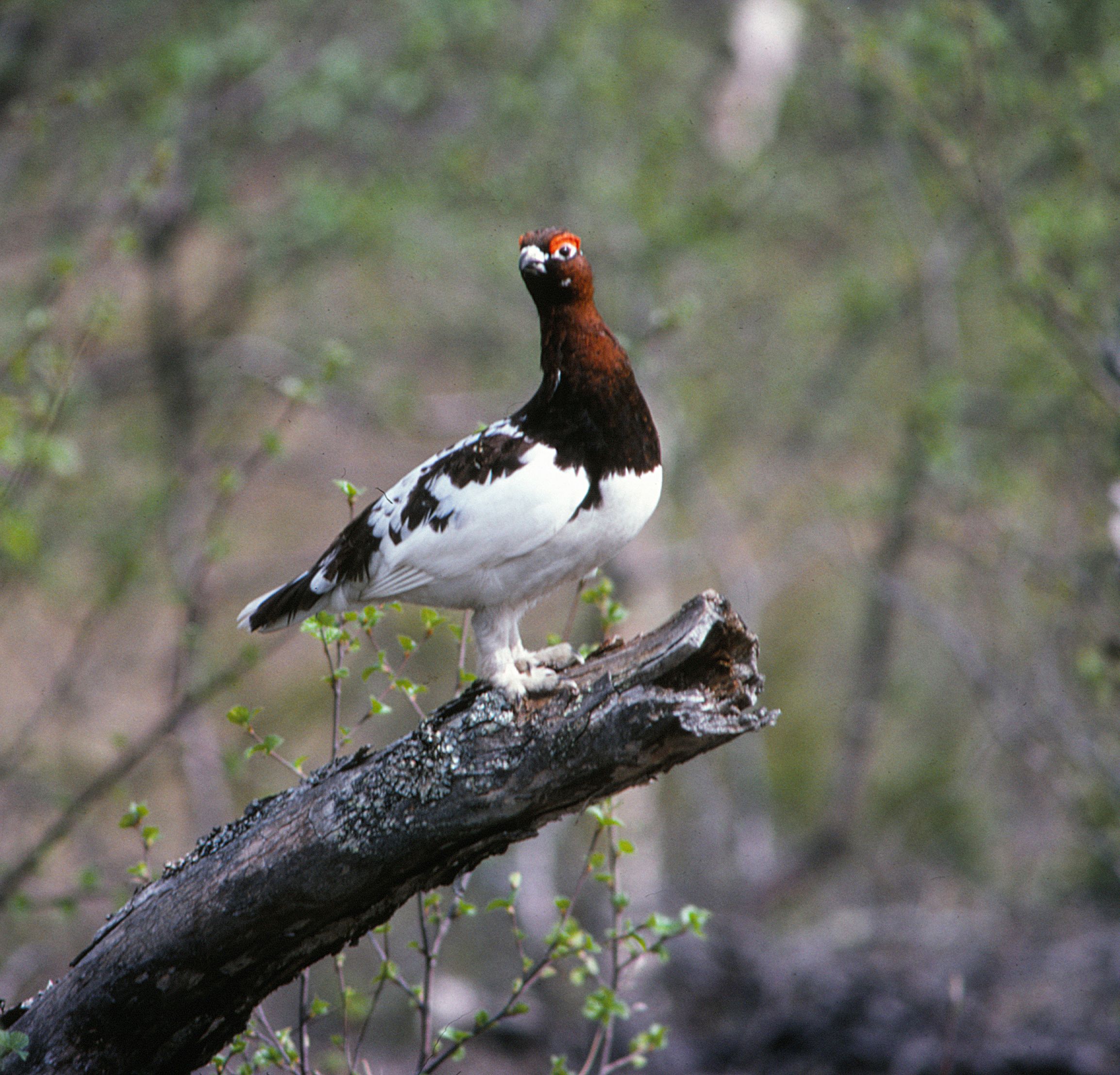 Molinga naturreservat