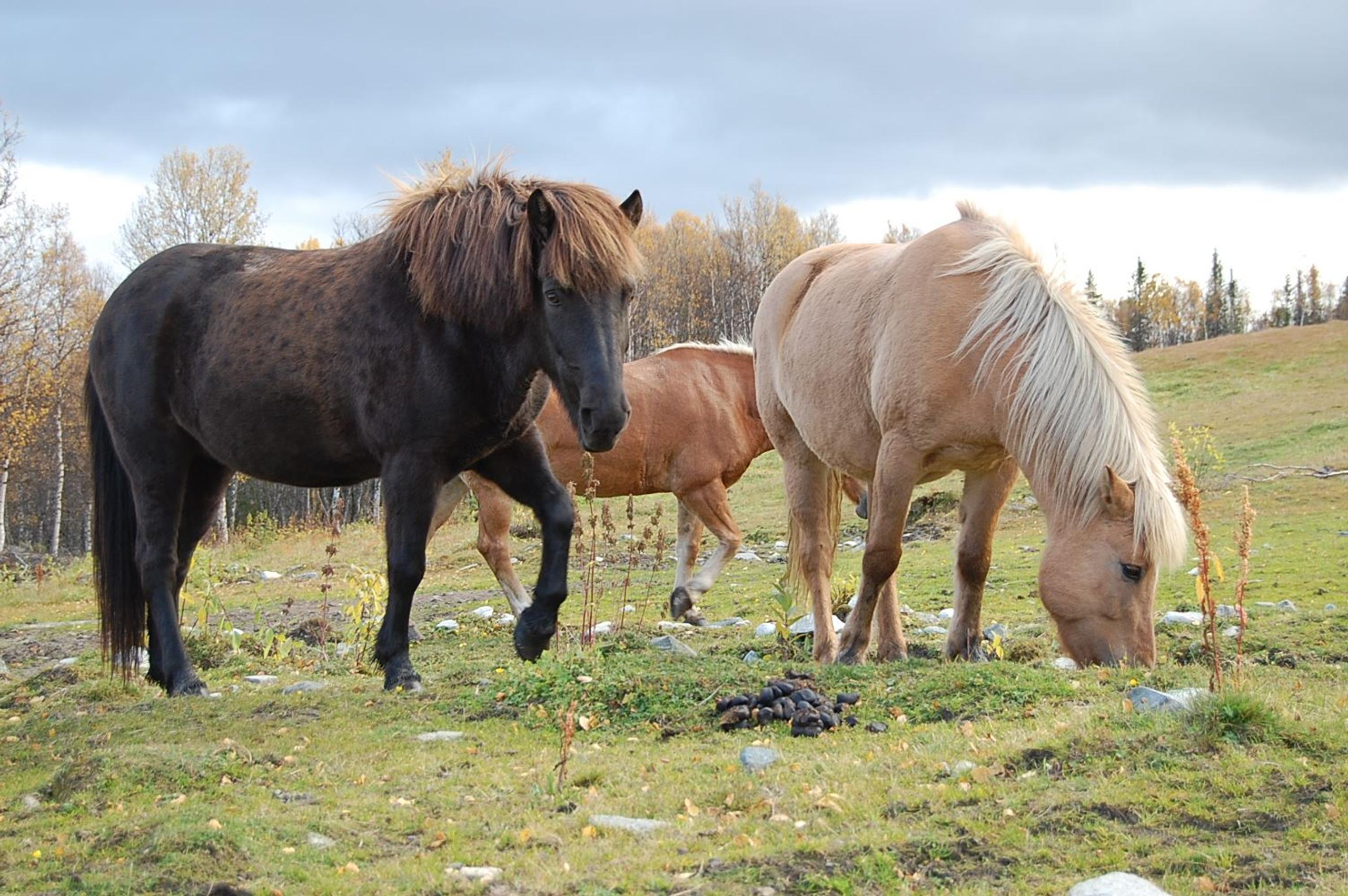 Øien Øvre Horse activities 