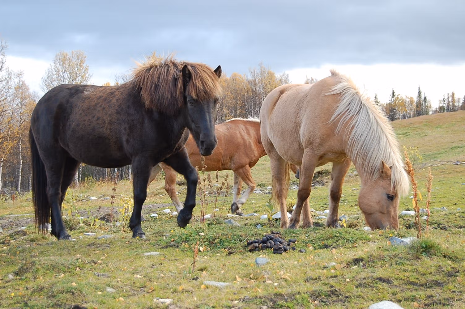 Øien Øvre Horse activities