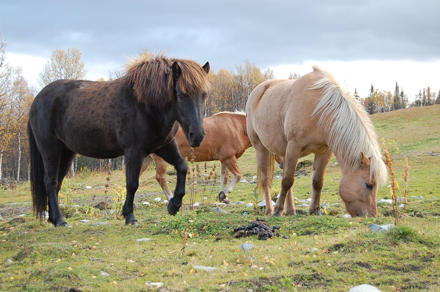 Øien Øvre Horse activities