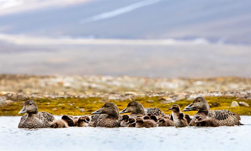 Eider ducks and chicks in Svalbard