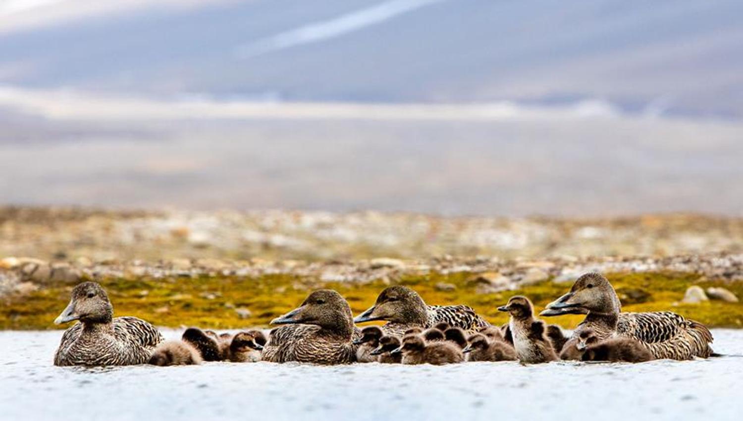 Eider ducks and chicks in Svalbard