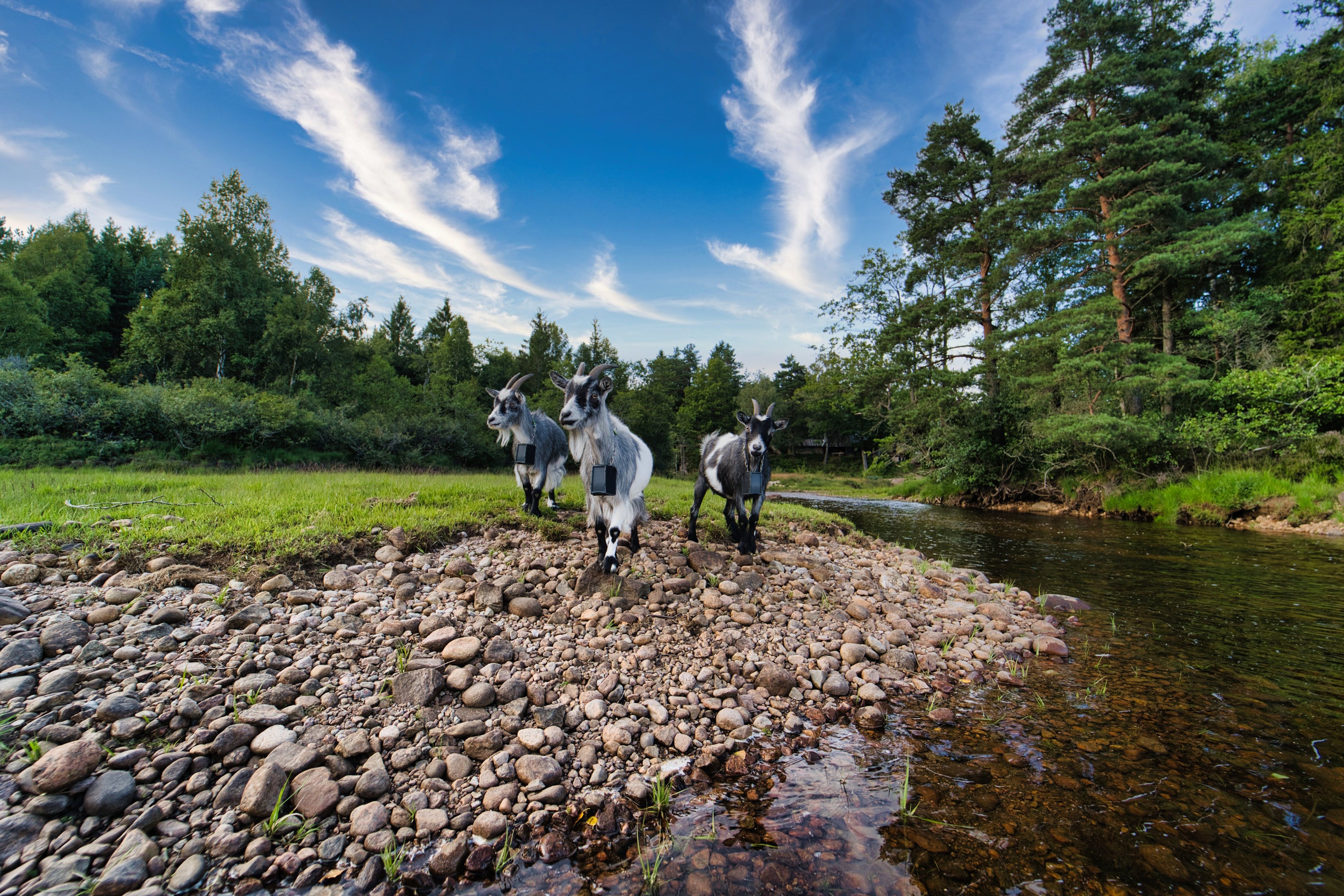 Tre geiter ved vannet med Camp Flakksvann i bakgrunnen