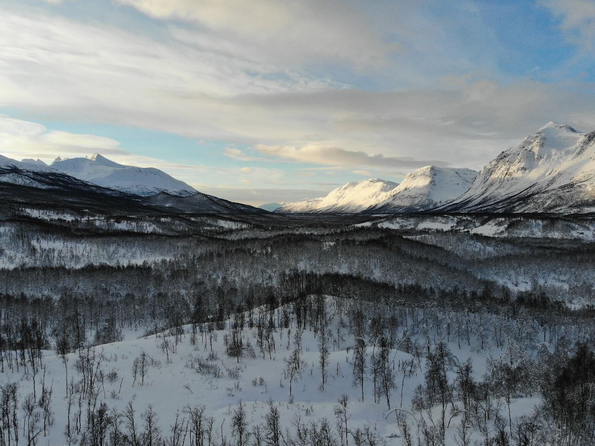 Snowcovered landscape