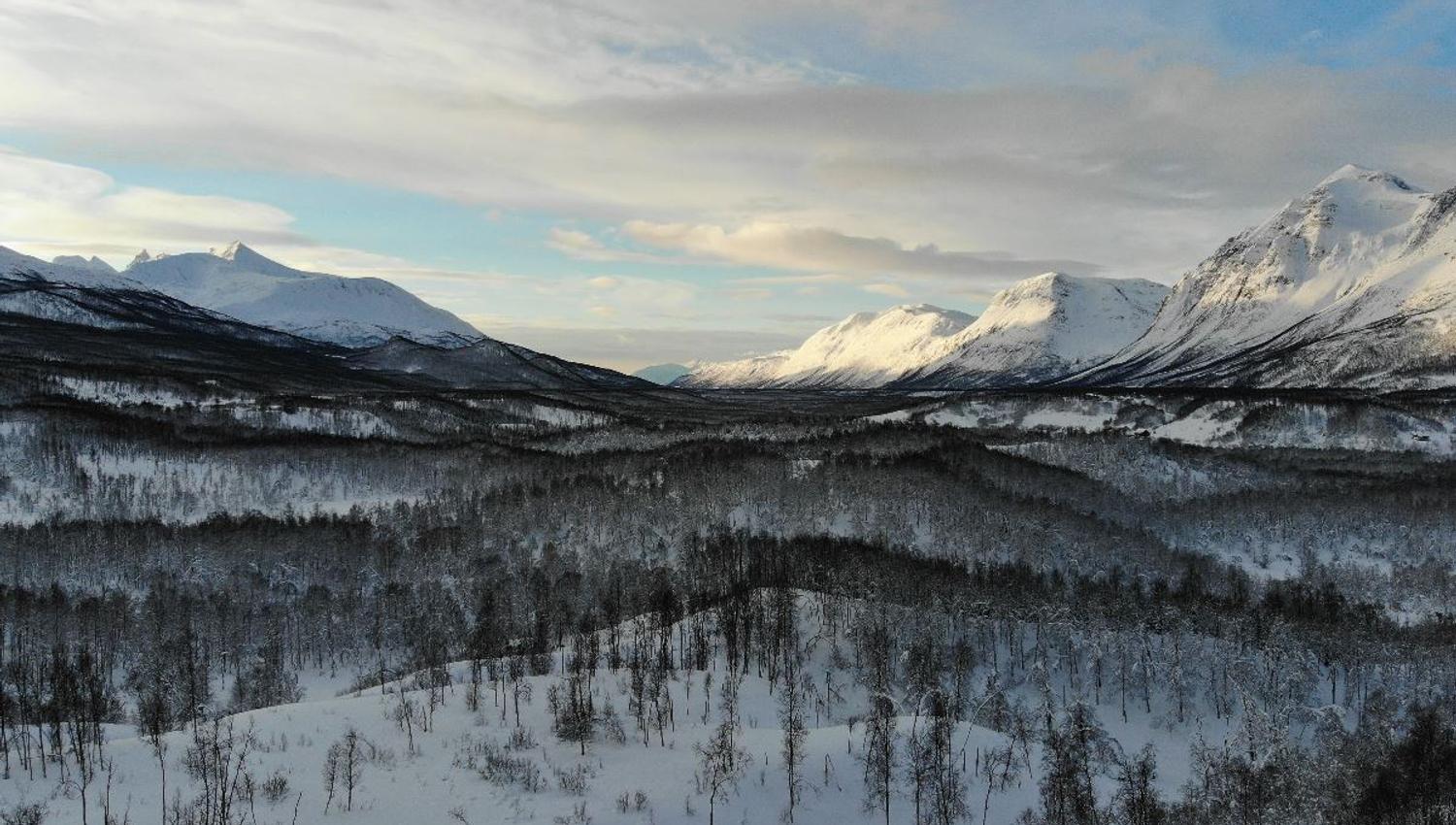 Snowcovered landscape