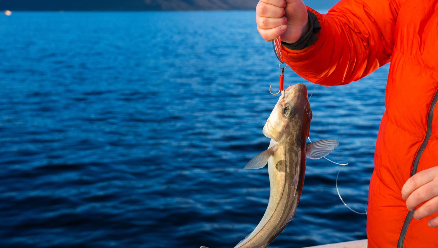 Lykken er en fisk