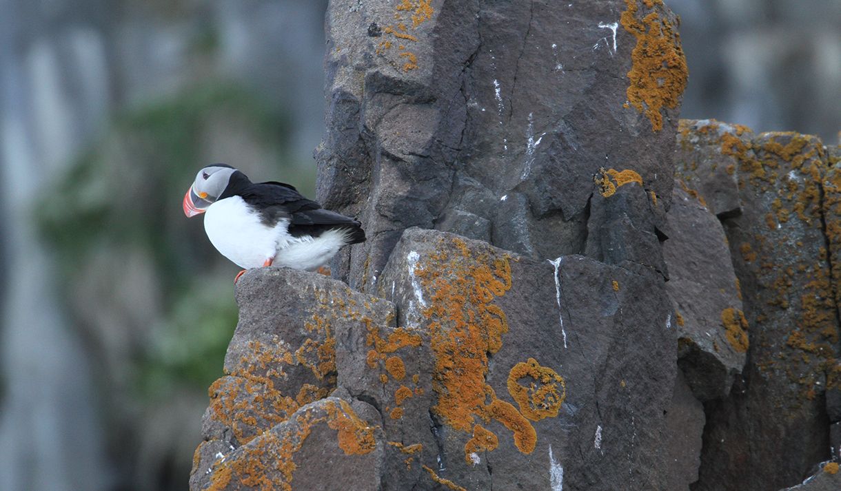 An Atlantic puffin sitting on a rocky crag