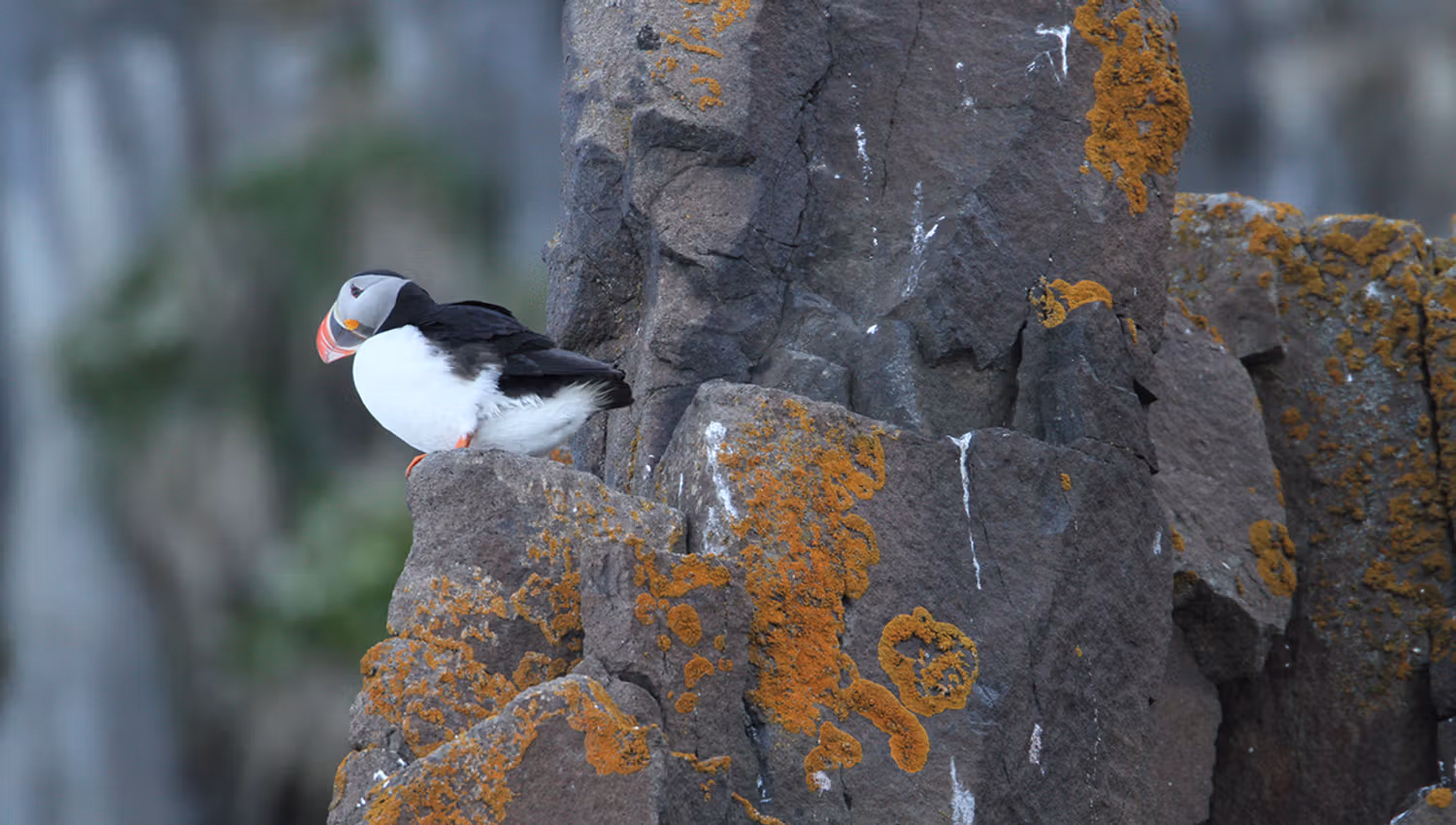 An Atlantic puffin sitting on a rocky crag