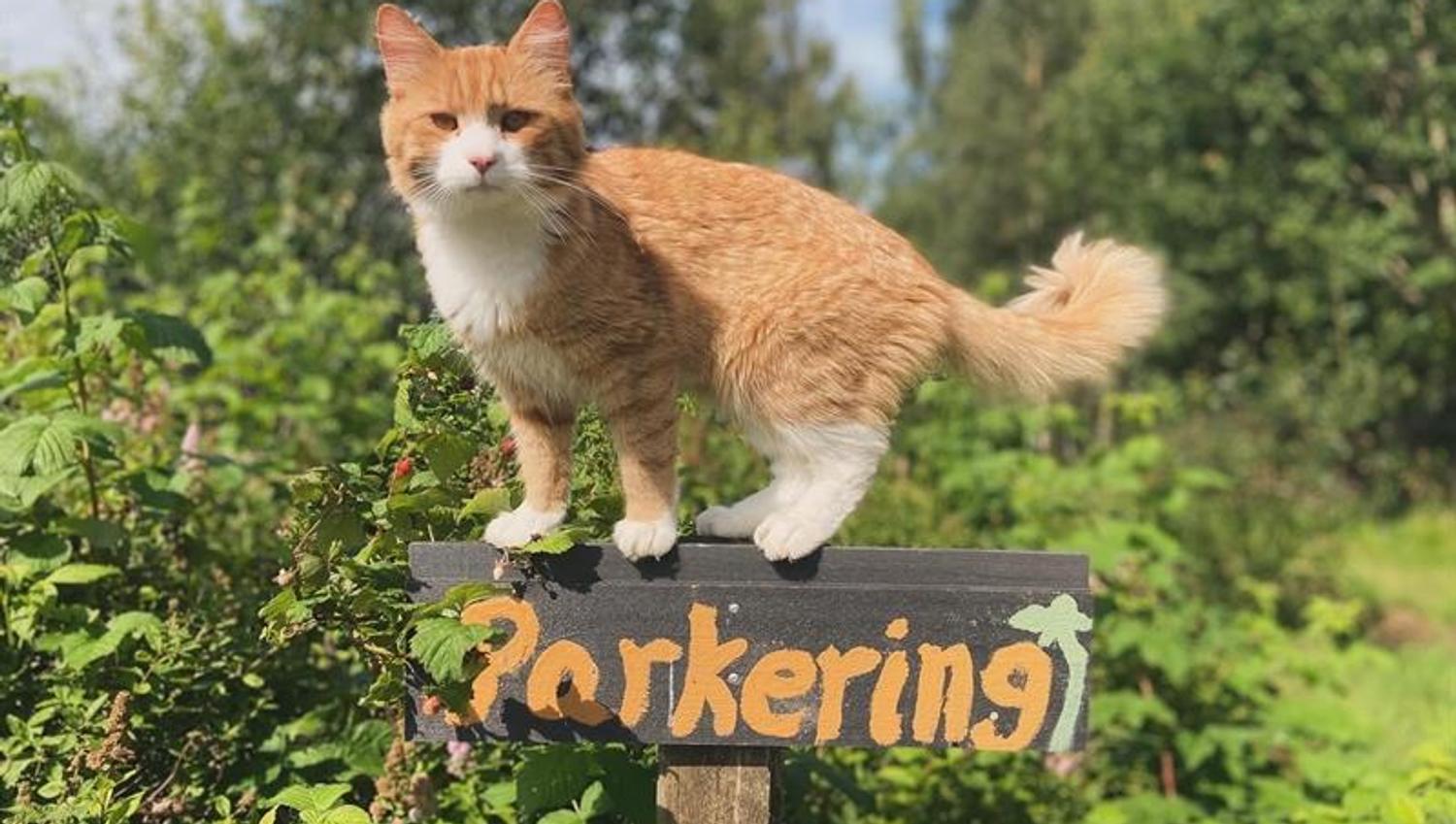 Gårdskatten på ett parkeringsskilt