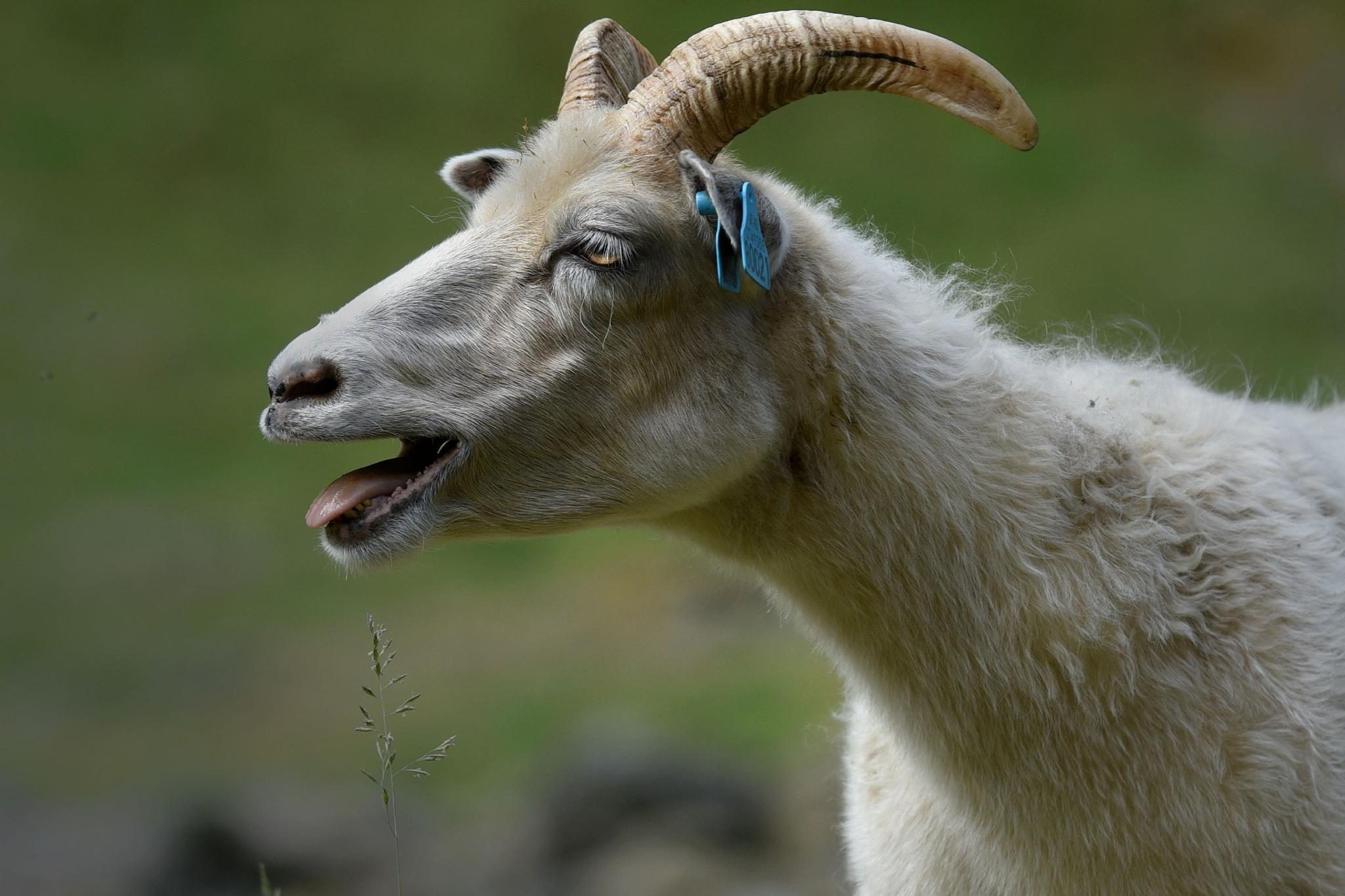Sauesafari