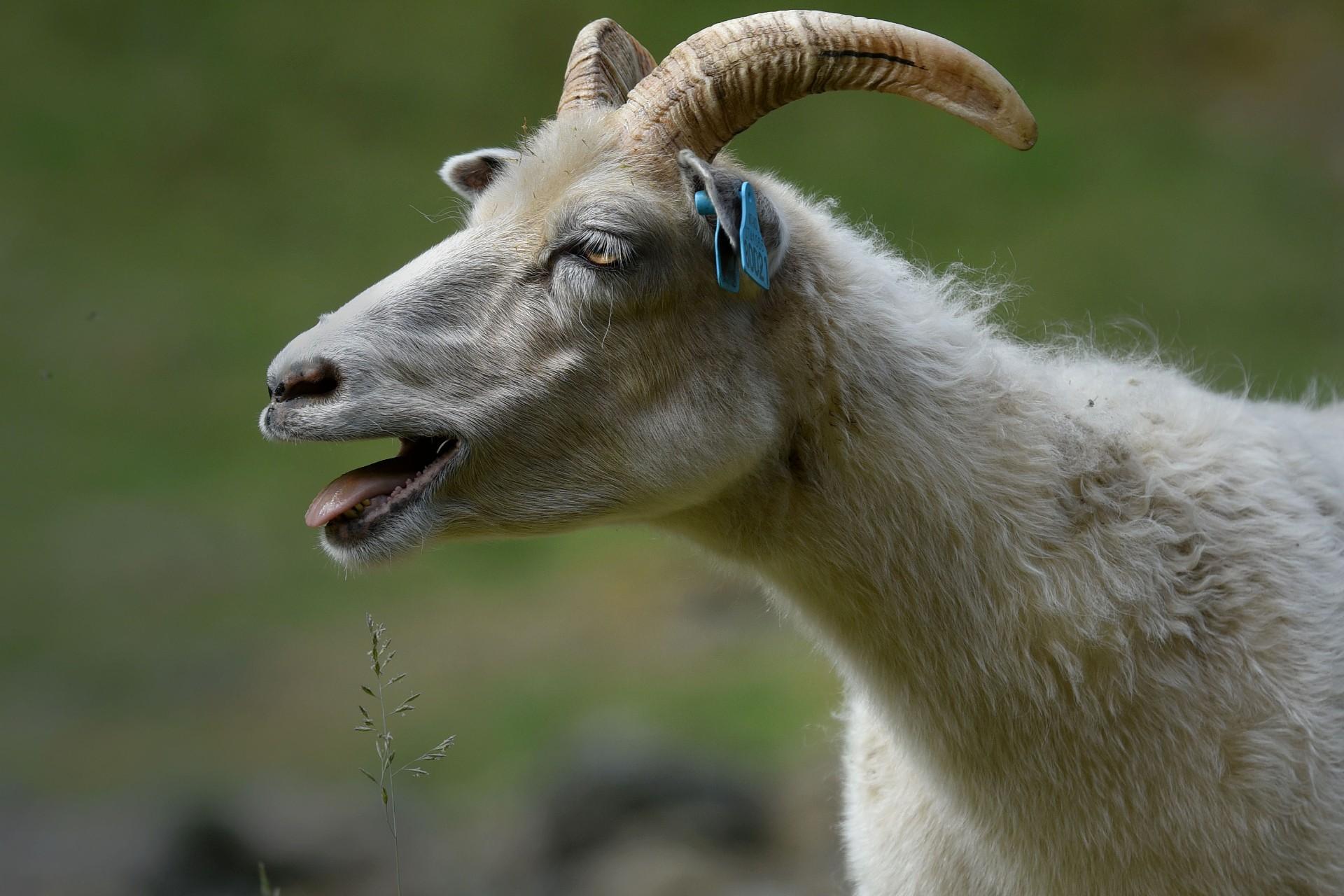 Sauesafari