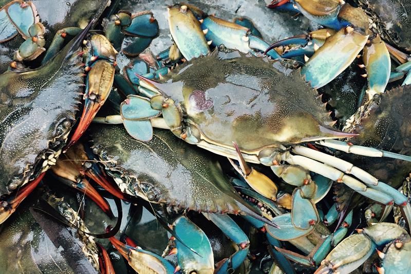 Detail photo of crabs.