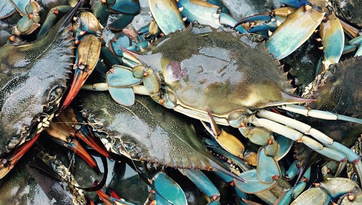 Detail photo of crabs.