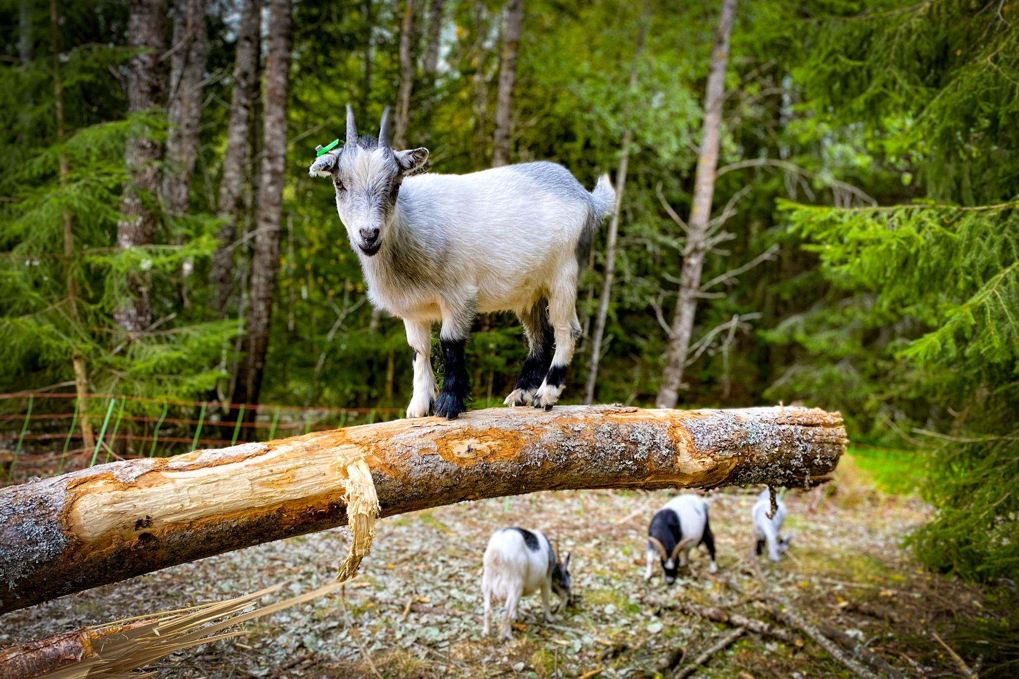 Goats underneath the treetopphouse.