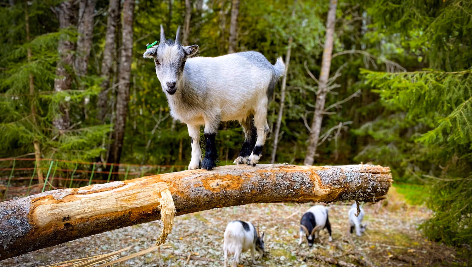 Goats underneath the treetopphouse.
