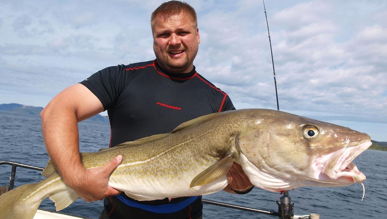 Gjest med en stor torsk (Fisk)