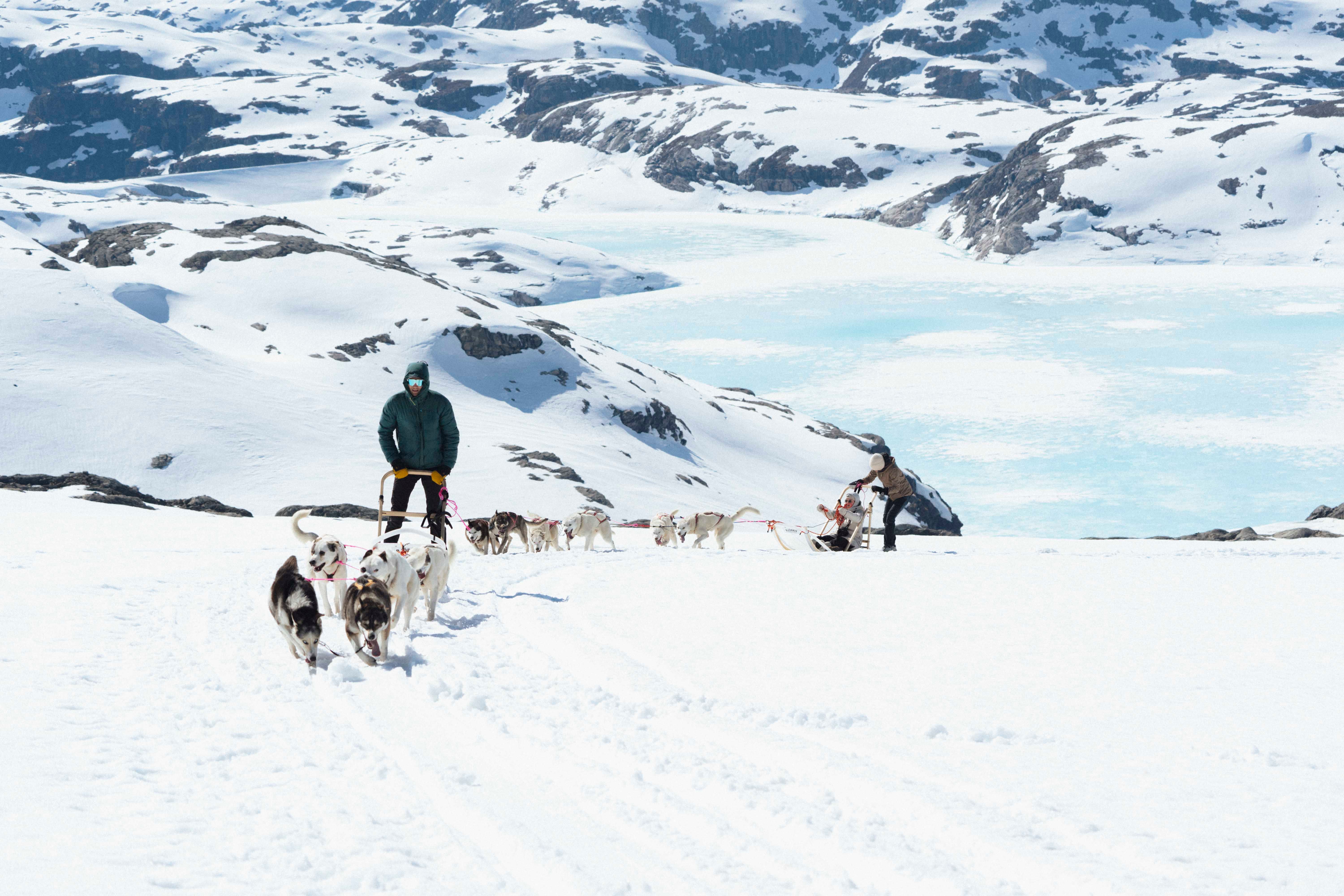 Dogsledding through the snow at folgefonna with a frozen water and mountains in the background.
