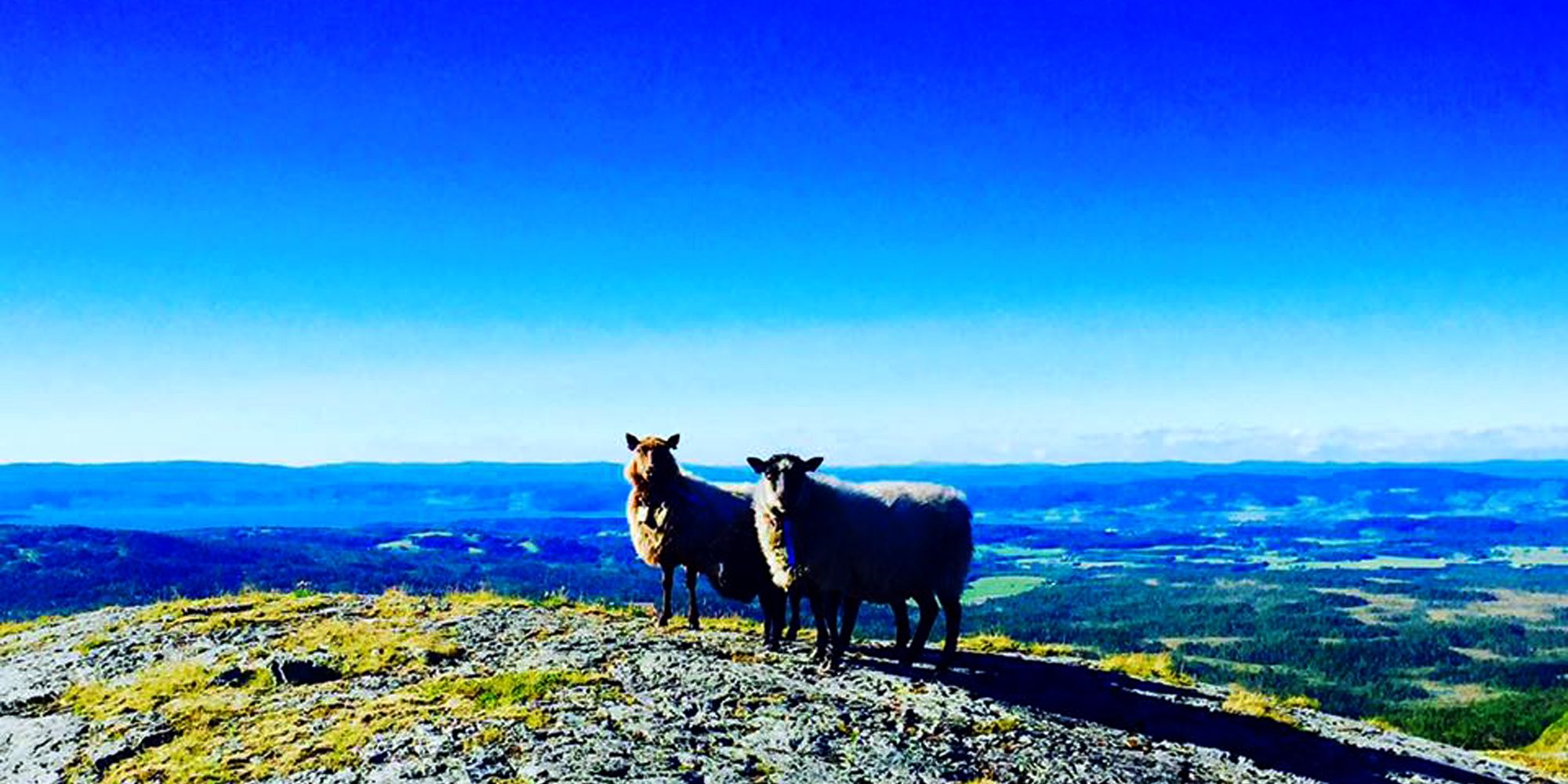 Levanger-Skallstuggu-Foto-Skallstuggu-utendørs-sauer-2x1