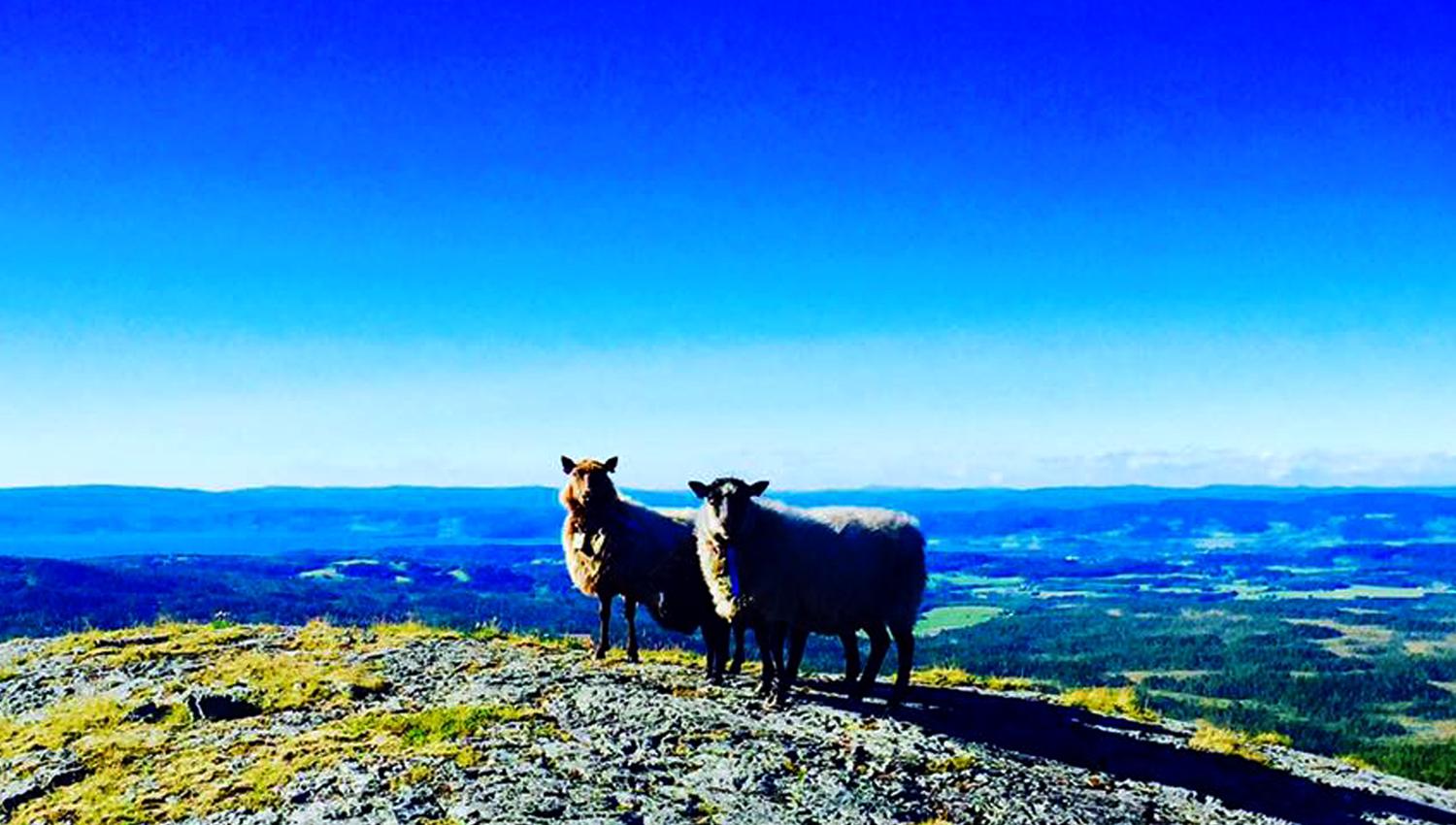 Levanger-Skallstuggu-Foto-Skallstuggu-utendørs-sauer-2x1