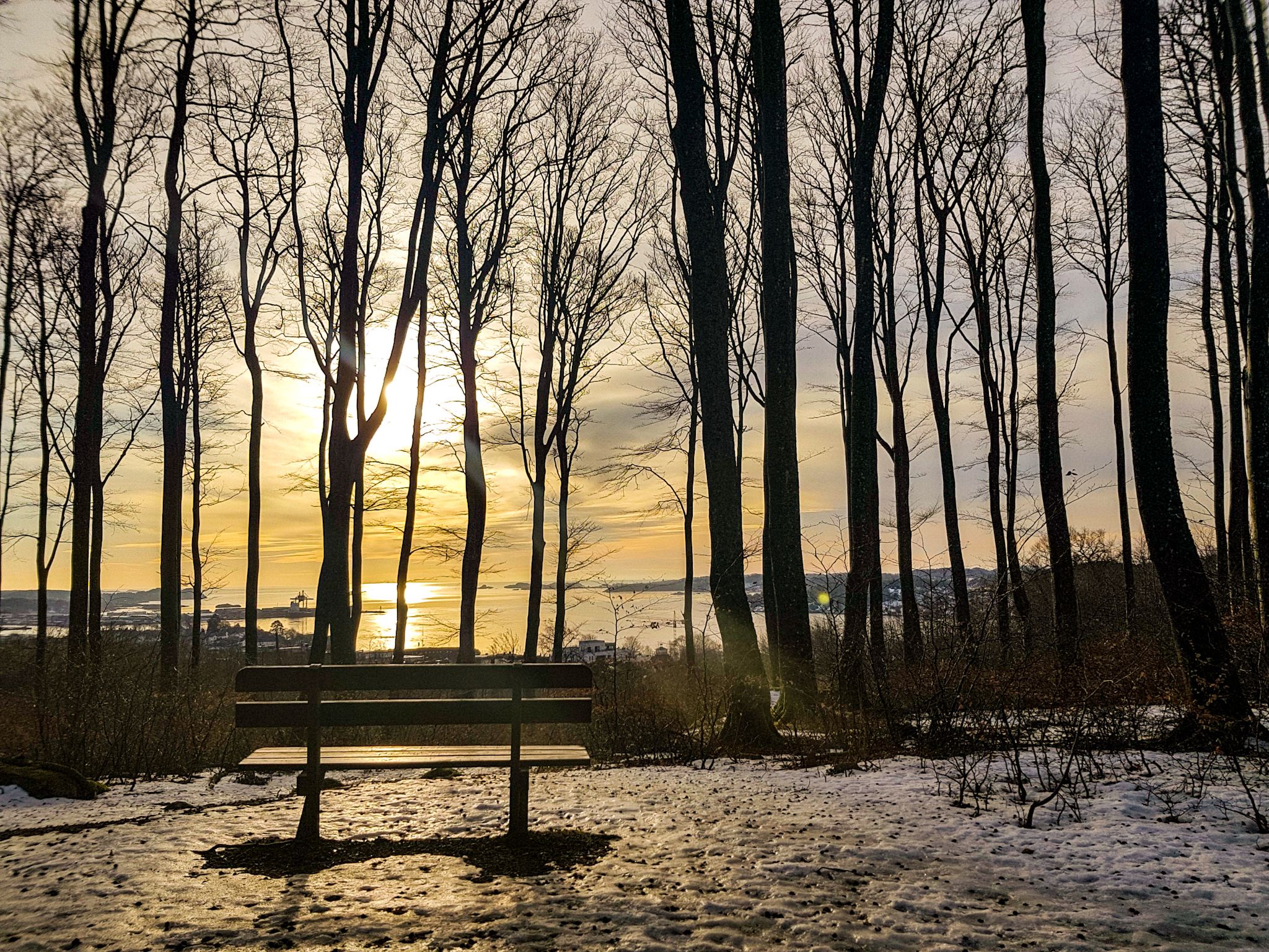 the beech forest in winter