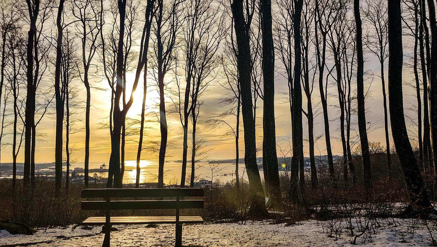 the beech forest in winter