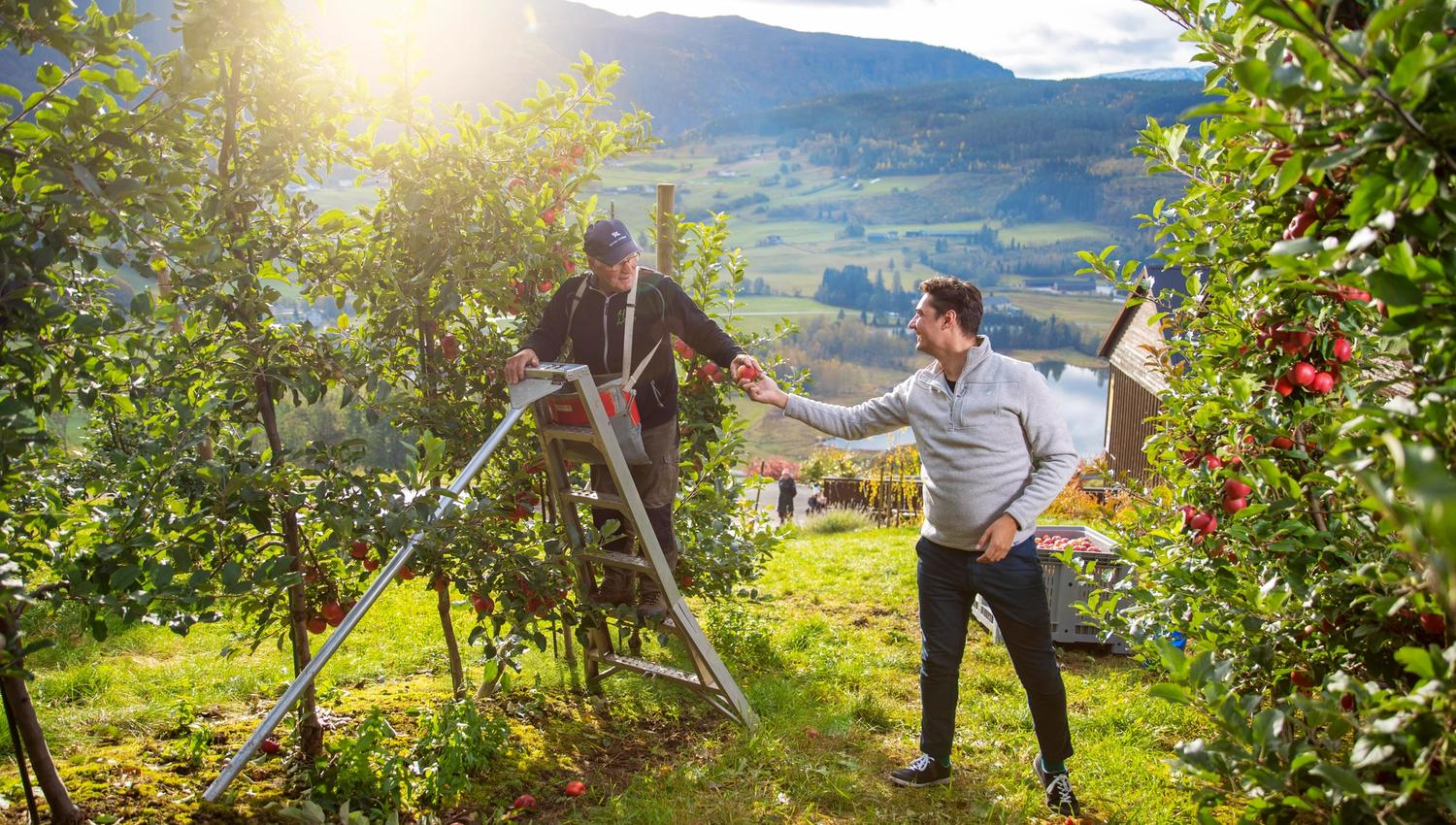Mann pflückt Äpfel in einem Obstgarten und reicht sie einer anderen Person in Ulvik.