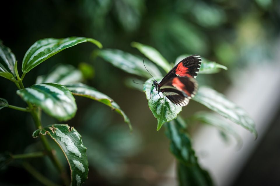 Butterfly. Botanical Garden in Oslo
