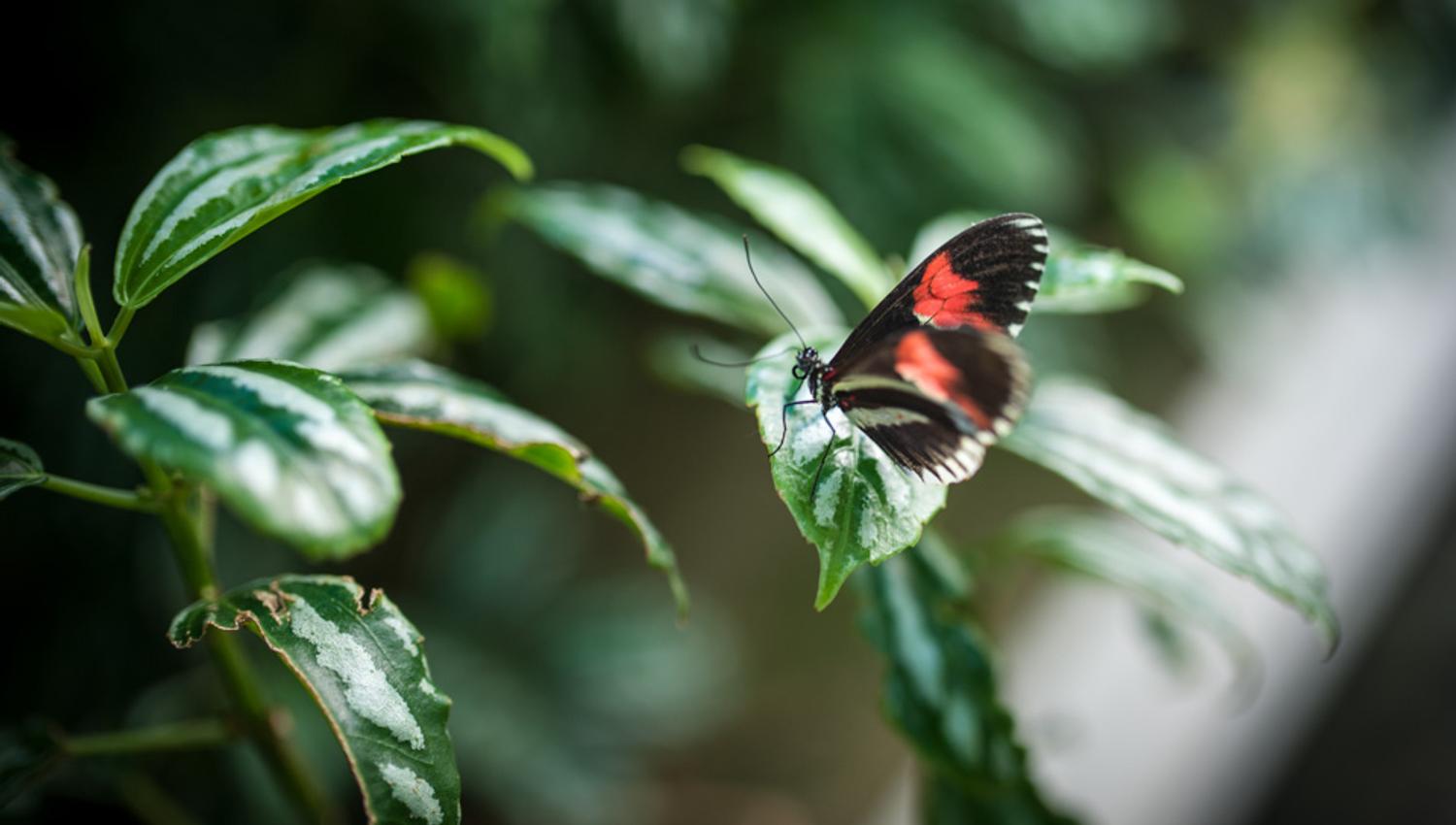 Butterfly. Botanical Garden in Oslo