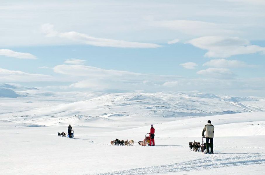 3 dogsleds racing across the wide snowy mountain.