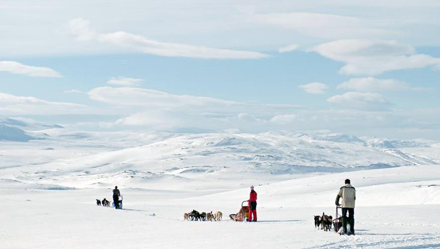 3 dogsleds racing across the wide snowy mountain.