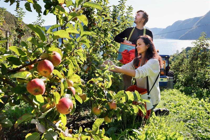 The orchard workers are picking apples