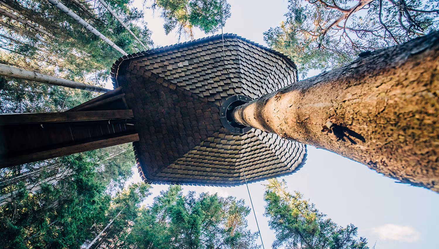 Unik arkitektur i Woodnest tretopphytte, bygd rundt stammen på eit stort tre.
