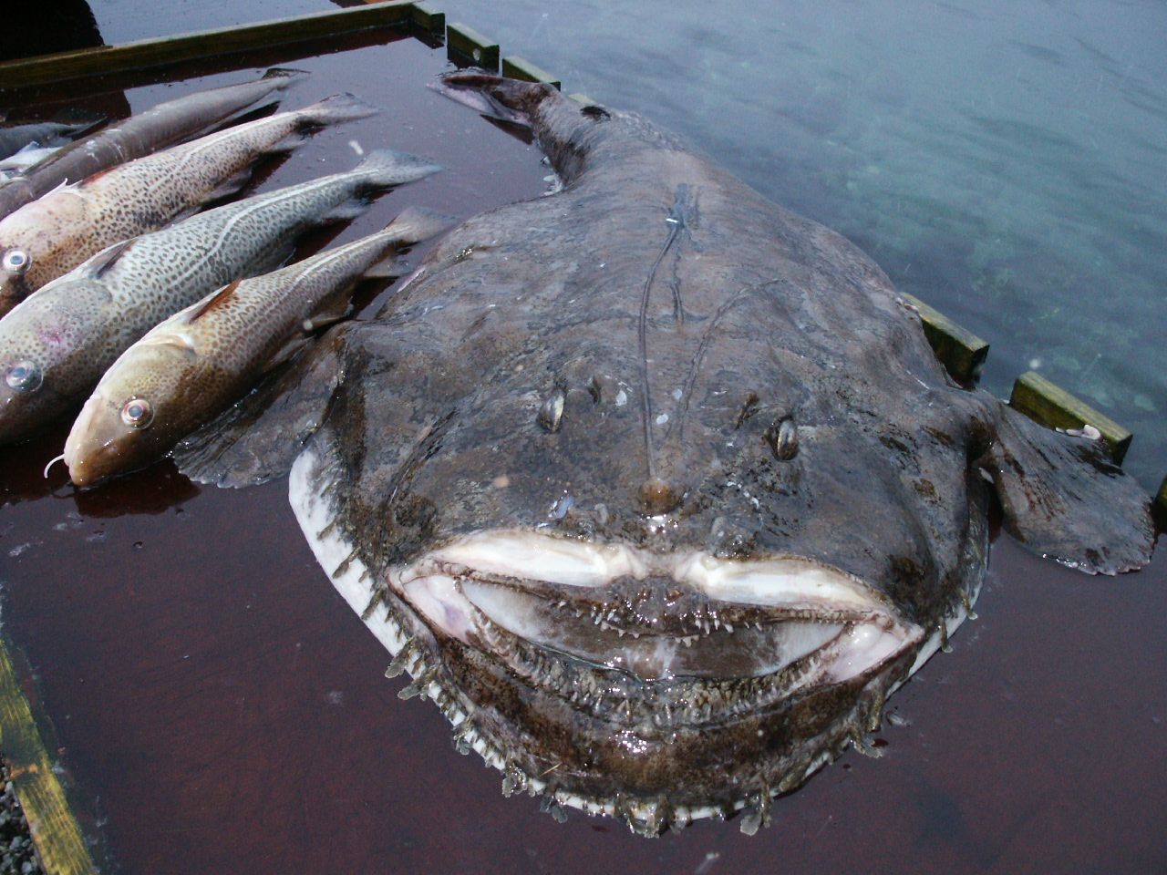 Otterskred Fjordhytter