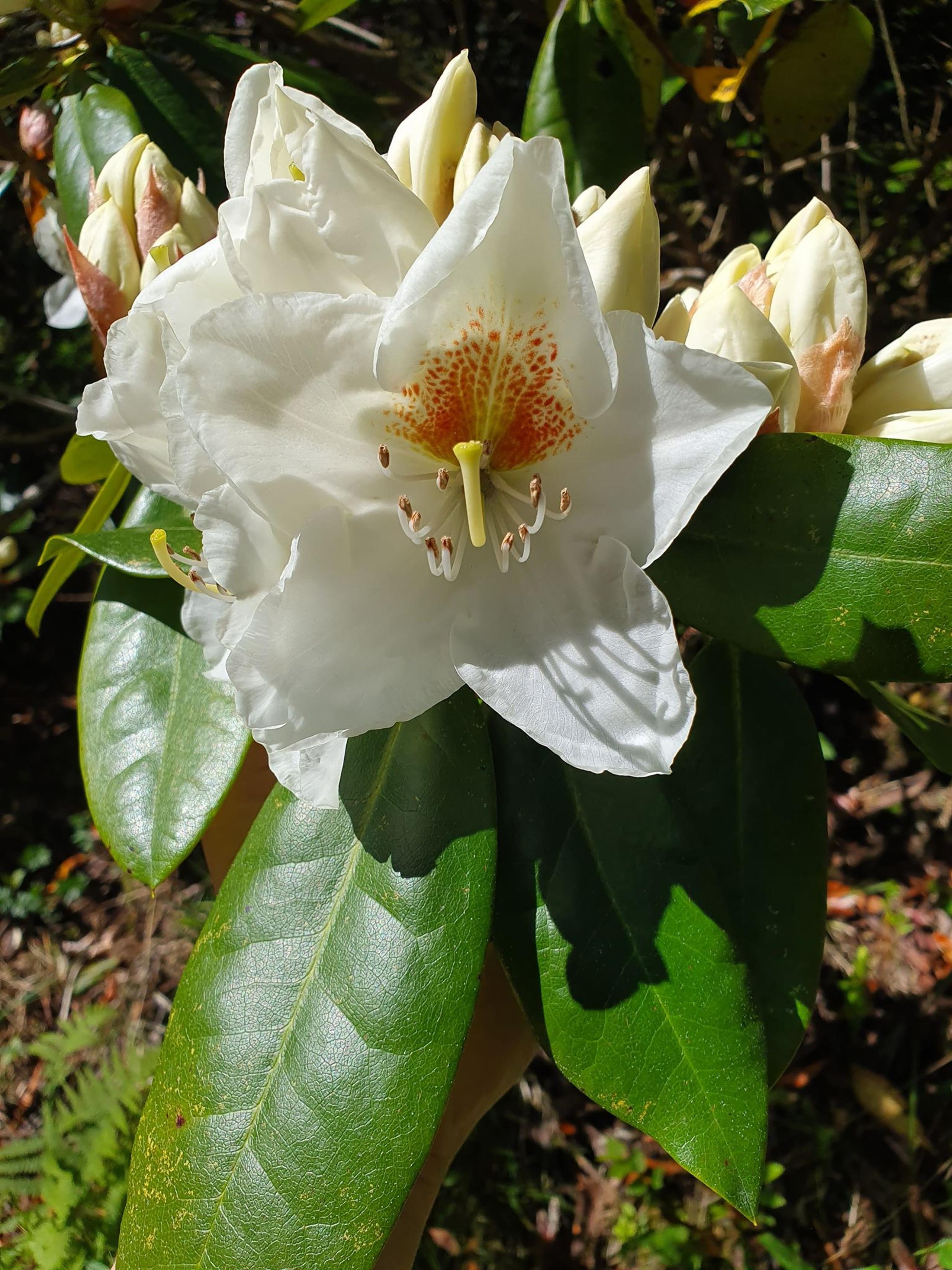 Rogaland Arboretum