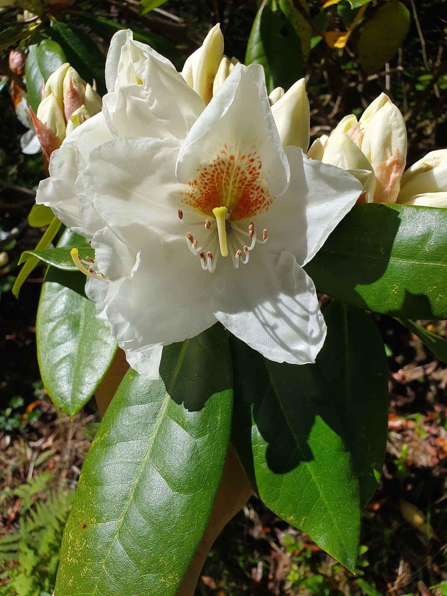 Rogaland Arboretum