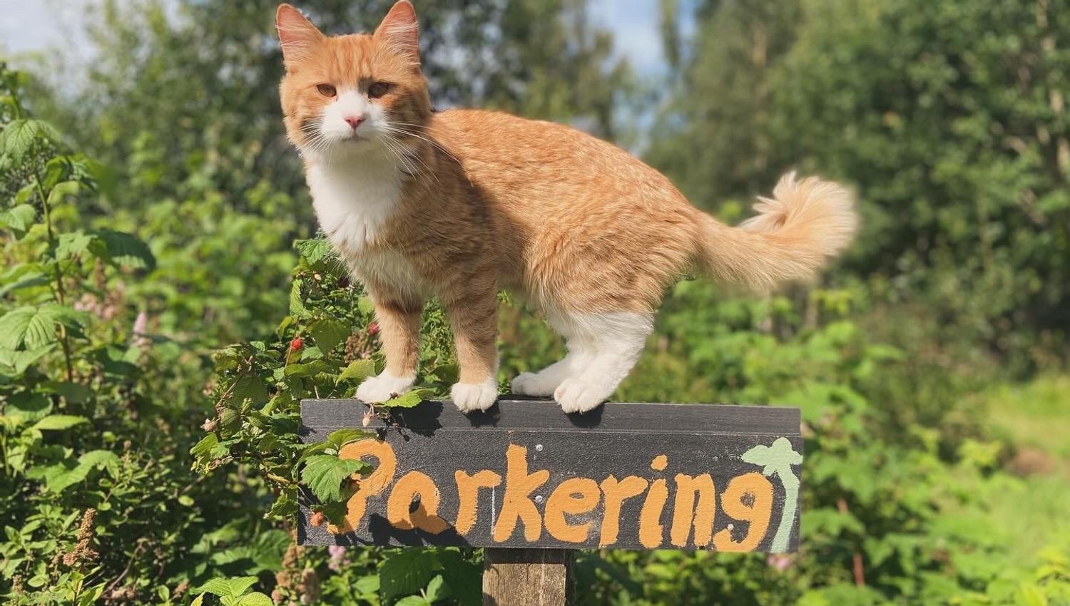 Gårdskatten på ett parkeringsskilt