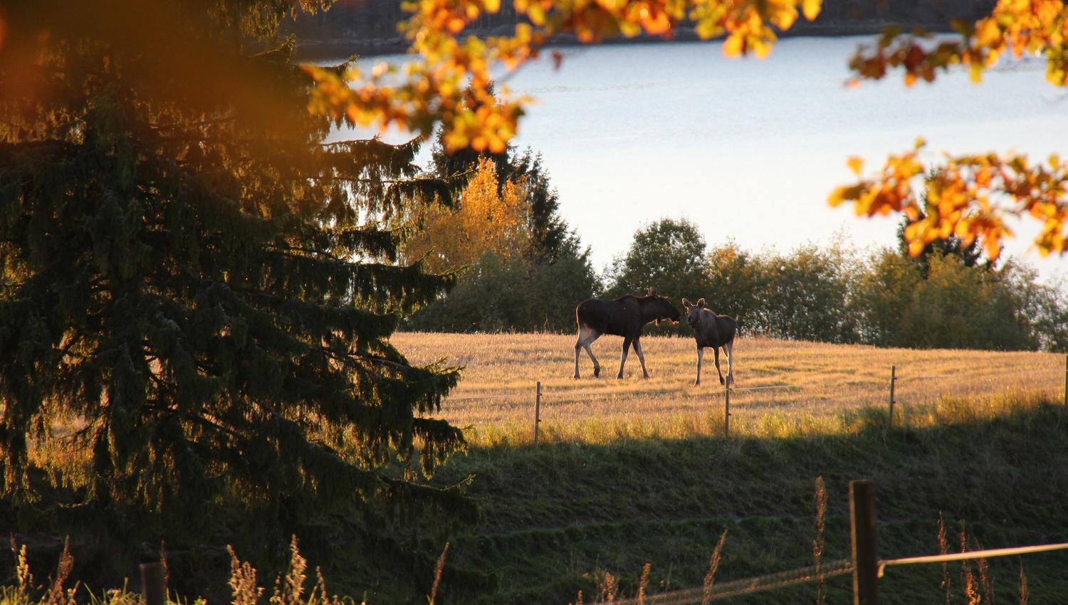 Moose under tree on field