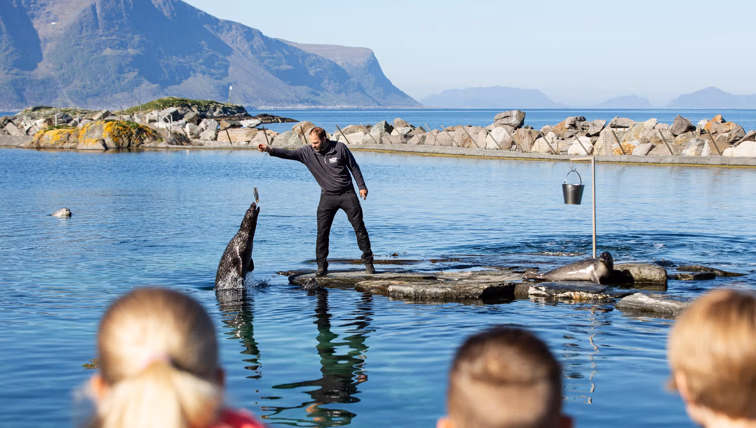 Se på selene som får seg mat i selbassenget utendørs