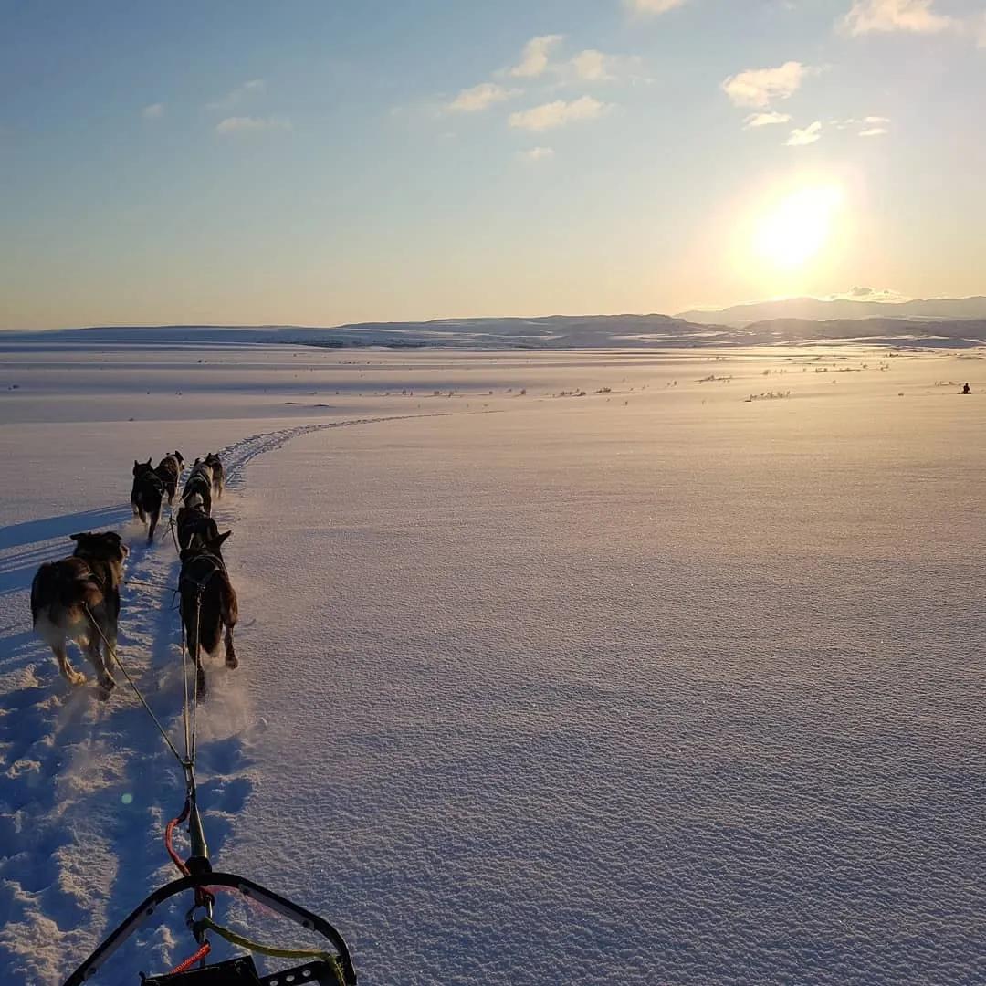 Traîneau à chiens sur la neige avec un coucher de soleil au loin.